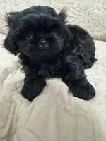 Tatar, a male Shih Tzu for sale in Selah, WA – 2 of 2