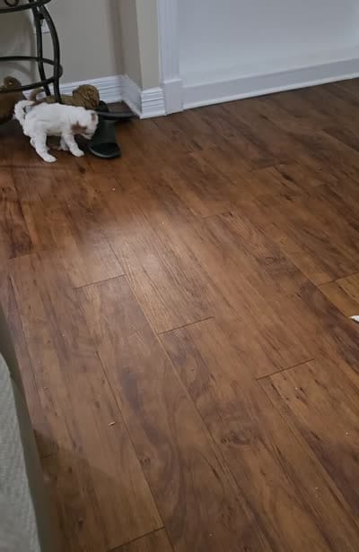 Grace, a female Cockapoo and Miniature Goldendoodle for sale in Pearland, TX – 3 of 3