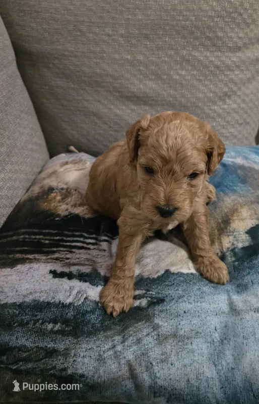 Cedar – Cockapoo, Miniature Goldendoodle puppy for sale in Pearland, TX