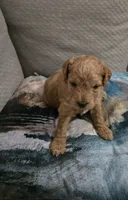 Cedar, a male Cockapoo and Miniature Goldendoodle for sale in Pearland, TX – 1 of 1