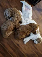 Grace, a female Cockapoo and Miniature Goldendoodle for sale in Pearland, TX – 2 of 3