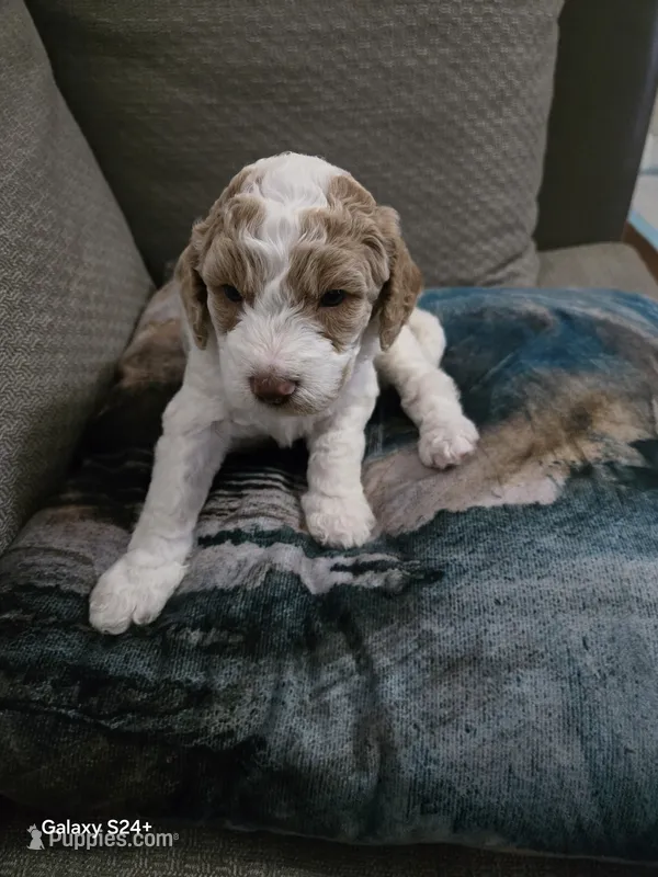 Shiloh – Cockapoo, Miniature Goldendoodle puppy for sale in Pearland, TX