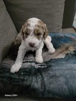 Shiloh, a female Cockapoo and Miniature Goldendoodle for sale in Pearland, TX – 1 of 2