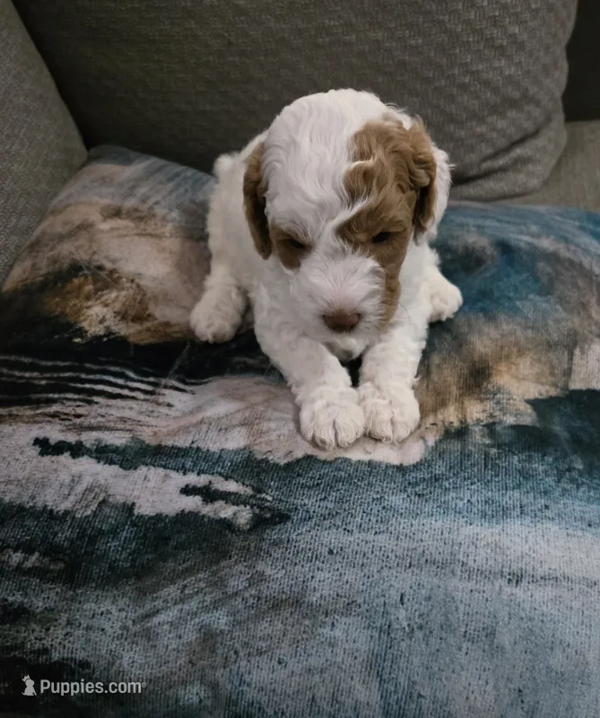 Grace – Cockapoo, Miniature Goldendoodle puppy for sale in Pearland, TX
