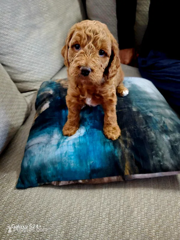 Dean – Cockapoo, Miniature Goldendoodle puppy for sale in Pearland, TX