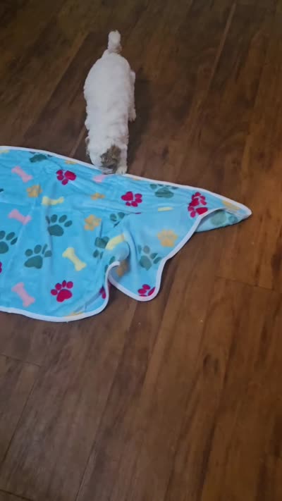 Dean, a male Cockapoo and Miniature Goldendoodle for sale in Pearland, TX – 2 of 3