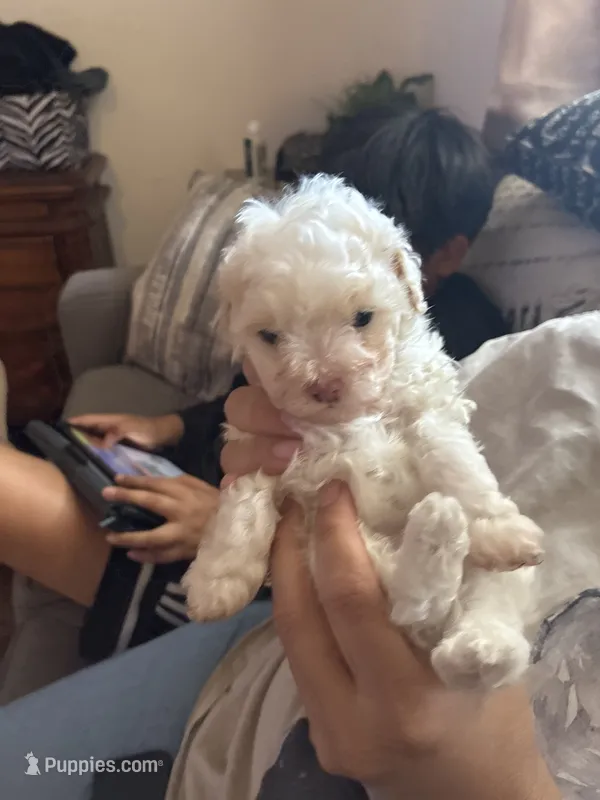 Guppy – Chihuahua, Poodle - Multi-Colored Standard puppy for sale in Desert Hot Springs, CA