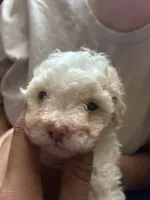 Guppy, a female Chihuahua and Poodle - Multi-Colored Standard for sale in Desert Hot Springs, CA – 4 of 4