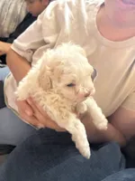 Guppy, a female Chihuahua and Poodle - Multi-Colored Standard for sale in Desert Hot Springs, CA – 3 of 4