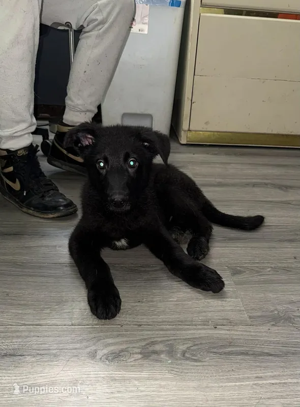 Coal  – German Shepherd Dog puppy for sale in Philadelphia, PA
