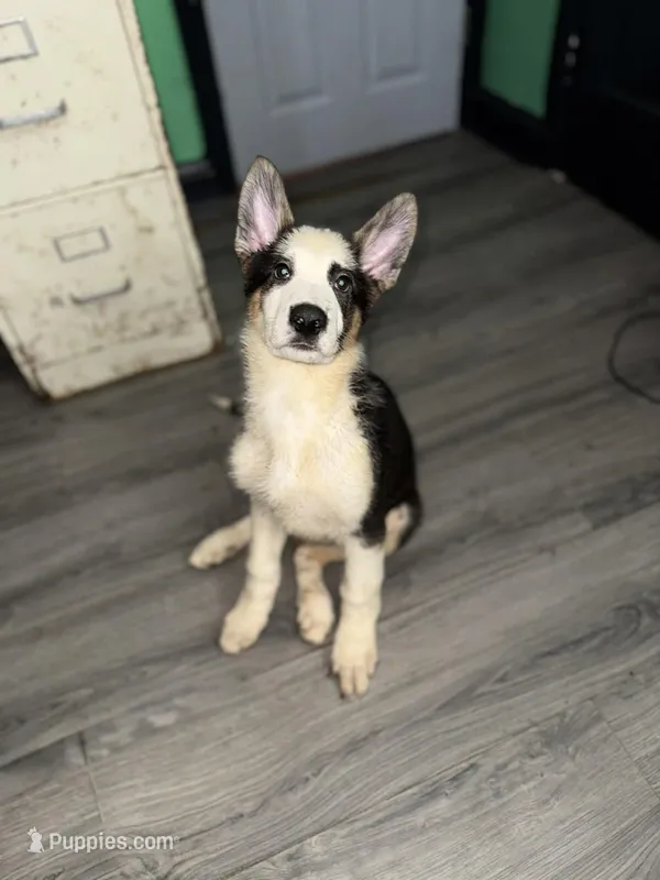 Grinch – German Shepherd Dog puppy for sale in Philadelphia, PA