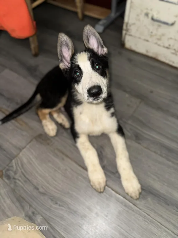 Rudolph  – German Shepherd Dog puppy for sale in Philadelphia, PA