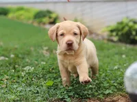 Flora, a female Labrador Retriever for sale in Baltic, OH – 5 of 8