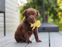 Indigo , a male Labrador Retriever for sale in Baltic, OH – 5 of 9