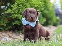 Scout, a male Labrador Retriever for sale in Baltic, OH – 3 of 10