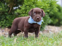 Scout, a male Labrador Retriever for sale in Baltic, OH – 4 of 10