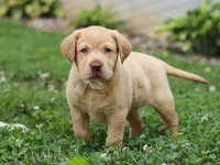 Flora, a female Labrador Retriever for sale in Baltic, OH – 4 of 8