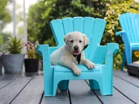 Julep, a female Labrador Retriever for sale in Baltic, OH – 6 of 8