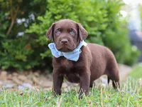 Scout, a male Labrador Retriever for sale in Baltic, OH – 8 of 10