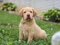 Flora, a female Labrador Retriever for sale in Baltic, OH – 8 of 8