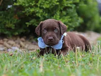 Scout, a male Labrador Retriever for sale in Baltic, OH – 2 of 10