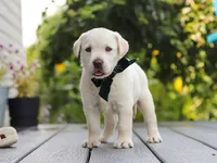 Julep, a female Labrador Retriever for sale in Baltic, OH – 4 of 8