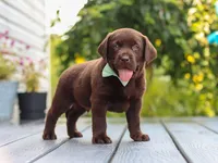 Echo, a male Labrador Retriever for sale in Baltic, OH – 6 of 9
