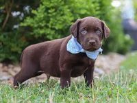 Scout, a male Labrador Retriever for sale in Baltic, OH – 6 of 10