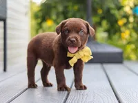 Indigo , a male Labrador Retriever for sale in Baltic, OH – 8 of 9