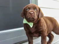 Echo, a male Labrador Retriever for sale in Baltic, OH – 3 of 9