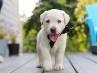 Julep, a female Labrador Retriever for sale in Baltic, OH – 7 of 8