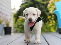 Julep, a female Labrador Retriever for sale in Baltic, OH – 8 of 8