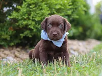 Scout, a male Labrador Retriever for sale in Baltic, OH – 9 of 10