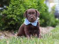 Scout, a male Labrador Retriever for sale in Baltic, OH – 1 of 10