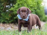 Scout, a male Labrador Retriever for sale in Baltic, OH – 7 of 10