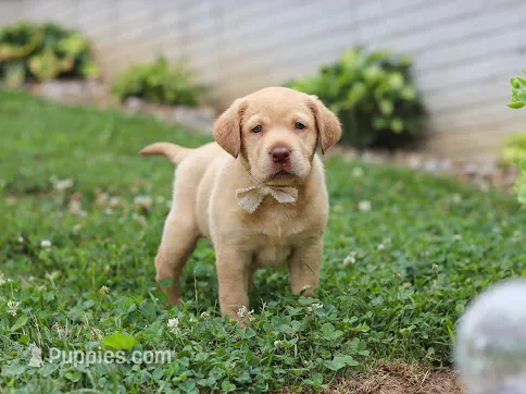 Flora – Labrador Retriever puppy on hold in Baltic, OH