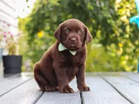 Echo, a male Labrador Retriever for sale in Baltic, OH – 9 of 9