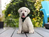 Julep, a female Labrador Retriever for sale in Baltic, OH – 2 of 8