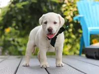 Julep, a female Labrador Retriever for sale in Baltic, OH – 1 of 8