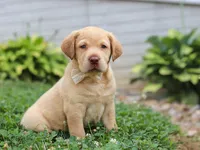 Flora, a female Labrador Retriever for sale in Baltic, OH – 2 of 8
