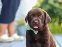 Echo, a male Labrador Retriever for sale in Baltic, OH – 2 of 9
