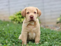 Flora, a female Labrador Retriever for sale in Baltic, OH – 6 of 8