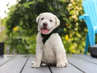 Julep, a female Labrador Retriever for sale in Baltic, OH – 5 of 8