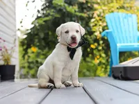 Julep, a female Labrador Retriever for sale in Baltic, OH – 3 of 8