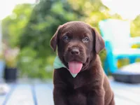 Echo, a male Labrador Retriever for sale in Baltic, OH – 4 of 9