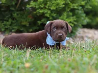 Scout, a male Labrador Retriever for sale in Baltic, OH – 5 of 10
