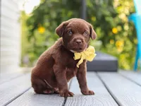 Indigo , a male Labrador Retriever for sale in Baltic, OH – 7 of 9