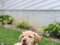 Flora, a female Labrador Retriever for sale in Baltic, OH – 3 of 8
