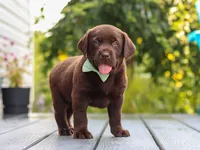 Echo, a male Labrador Retriever for sale in Baltic, OH – 7 of 9