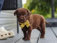 Indigo , a male Labrador Retriever for sale in Baltic, OH – 9 of 9
